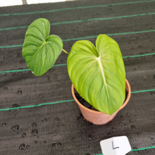 Load image into Gallery viewer, #L Philodendron Dean McDowell - Rooted/Shot cutting
