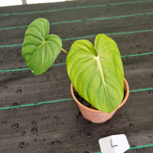 #L Philodendron Dean McDowell - Rooted/Shot cutting