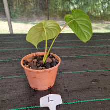 Load image into Gallery viewer, #L Philodendron Dean McDowell - Rooted/Shot cutting