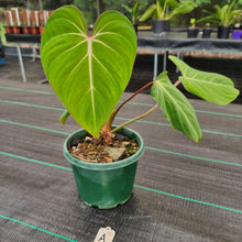 Load image into Gallery viewer, #A Philodendron Gloriosum