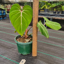 Load image into Gallery viewer, #A Philodendron Gloriosum