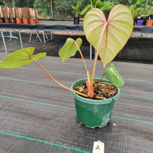 Load image into Gallery viewer, #A Philodendron Gloriosum