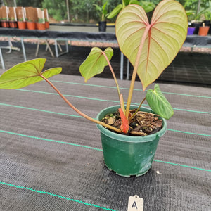 #A Philodendron Gloriosum