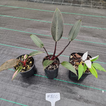 Load image into Gallery viewer, #800 BABY PHILODENDRON PACKAGE - 3 x Plants