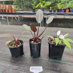#800 BABY PHILODENDRON PACKAGE - 3 x Plants