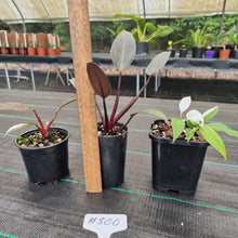 Load image into Gallery viewer, #800 BABY PHILODENDRON PACKAGE - 3 x Plants