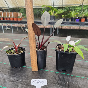 #800 BABY PHILODENDRON PACKAGE - 3 x Plants