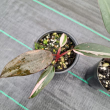 Load image into Gallery viewer, #800 BABY PHILODENDRON PACKAGE - 3 x Plants
