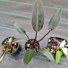 Load image into Gallery viewer, #800 BABY PHILODENDRON PACKAGE - 3 x Plants