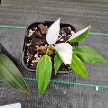 Load image into Gallery viewer, #800 BABY PHILODENDRON PACKAGE - 3 x Plants