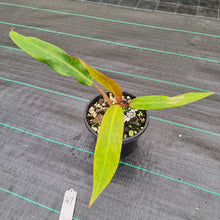 Load image into Gallery viewer, #47 Philodendron Autumn Queen - Rooted/Shot Cutting