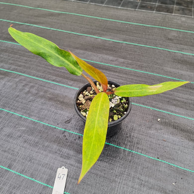 #47 Philodendron Autumn Queen - Rooted/Shot Cutting