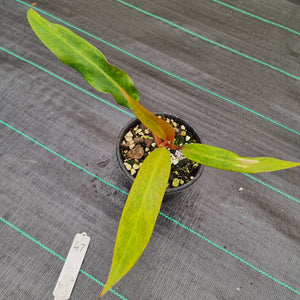 #47 Philodendron Autumn Queen - Rooted/Shot Cutting
