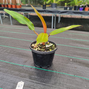 #47 Philodendron Autumn Queen - Rooted/Shot Cutting