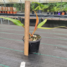 Load image into Gallery viewer, #47 Philodendron Autumn Queen - Rooted/Shot Cutting