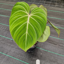 Load image into Gallery viewer, #15 Philodendron Gloriosum