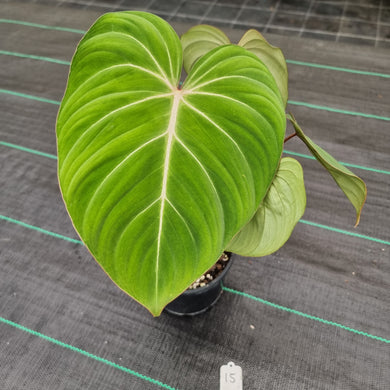 #15 Philodendron Gloriosum