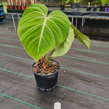 Load image into Gallery viewer, #15 Philodendron Gloriosum