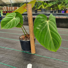 Load image into Gallery viewer, #15 Philodendron Gloriosum