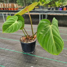 Load image into Gallery viewer, #15 Philodendron Gloriosum
