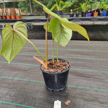 Load image into Gallery viewer, #15 Philodendron Gloriosum