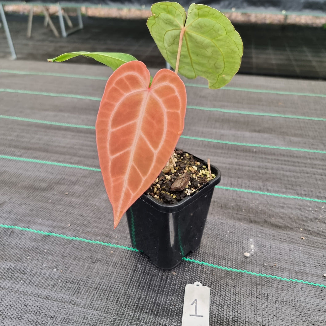 #1 Anthurium Magnificum Hybrid x