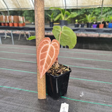 Load image into Gallery viewer, #1 Anthurium Magnificum Hybrid x