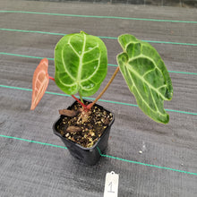 Load image into Gallery viewer, #1 Anthurium Magnificum Hybrid x