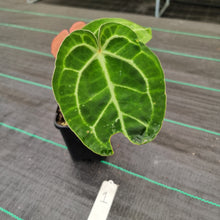 Load image into Gallery viewer, #1 Anthurium Magnificum Hybrid x
