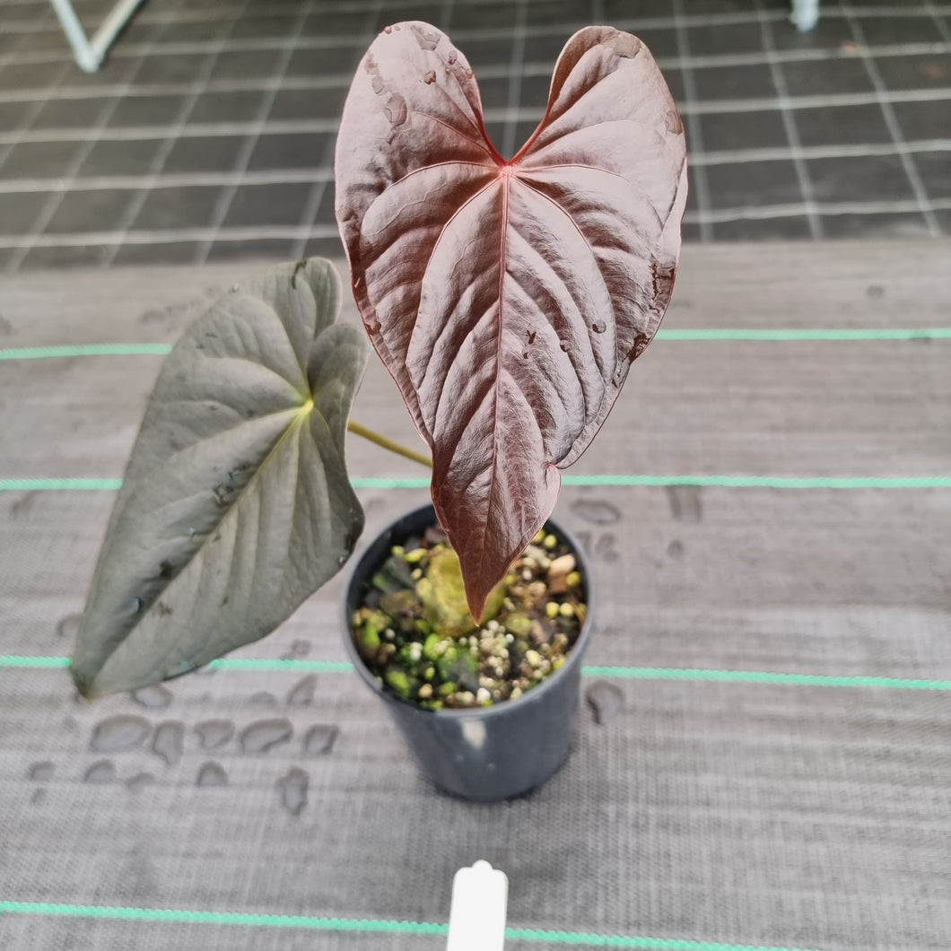 16 Anthurium Moodeanum – J & S Plant Pickers