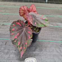 Load image into Gallery viewer, #103 Begonia unknown