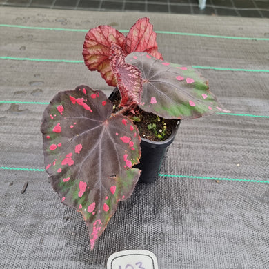 #103 Begonia unknown