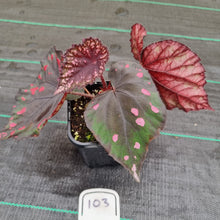 Load image into Gallery viewer, #103 Begonia unknown