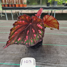Load image into Gallery viewer, #103 Begonia unknown
