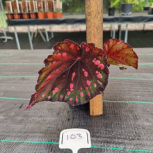 Load image into Gallery viewer, #103 Begonia unknown
