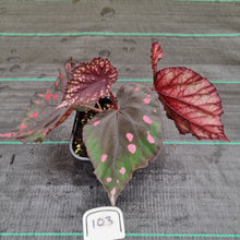Load image into Gallery viewer, #103 Begonia unknown