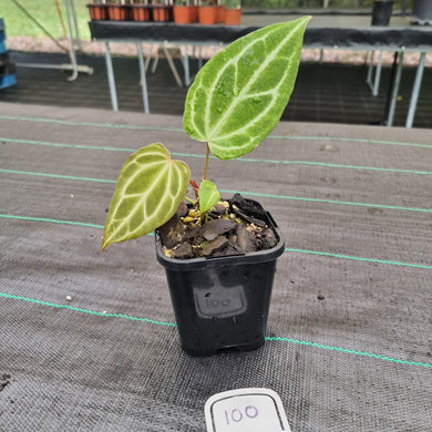 #100 Anthurium Magnificum Hybrid x