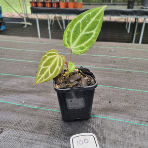 #100 Anthurium Magnificum Hybrid x