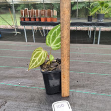 Load image into Gallery viewer, #100 Anthurium Magnificum Hybrid x