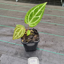 Load image into Gallery viewer, #100 Anthurium Magnificum Hybrid x