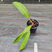 Load image into Gallery viewer, #77 Philodendron Autumn Queen - Rooted/Shot Cutting