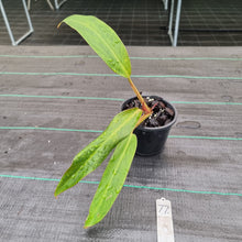 Load image into Gallery viewer, #77 Philodendron Autumn Queen - Rooted/Shot Cutting