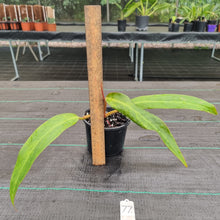 Load image into Gallery viewer, #77 Philodendron Autumn Queen - Rooted/Shot Cutting