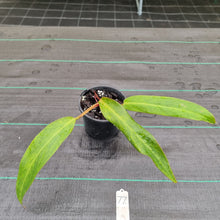 Load image into Gallery viewer, #77 Philodendron Autumn Queen - Rooted/Shot Cutting