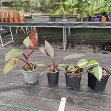 Load image into Gallery viewer, #11 BABY PHILODENDRON PACKAGE - 4 x Plants