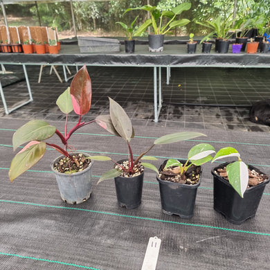 #11 BABY PHILODENDRON PACKAGE - 4 x Plants