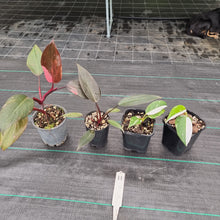Load image into Gallery viewer, #11 BABY PHILODENDRON PACKAGE - 4 x Plants