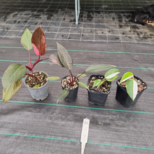 Load image into Gallery viewer, #11 BABY PHILODENDRON PACKAGE - 4 x Plants