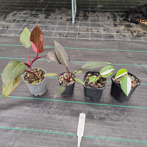 #11 BABY PHILODENDRON PACKAGE - 4 x Plants