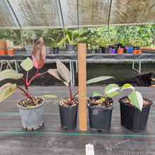 Load image into Gallery viewer, #11 BABY PHILODENDRON PACKAGE - 4 x Plants